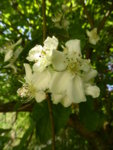 P1120777Weißdornmispel.JPG