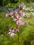P1120782Kuckuckslichtnelke.JPG