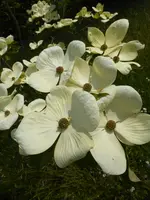 P1120808Blumenhartriegel.webp