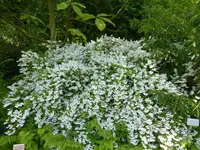 P1120813Zierliche Deutzie.webp