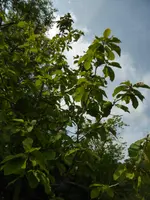 P1120818Honoki-Magnolie.webp