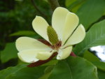 P1120820Honoki-Magnolie.JPG