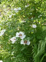P1120821Gefleckte Strauchpfingstrose.webp