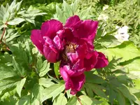 P1120824Strauchpfingstrose Maroon.JPG
