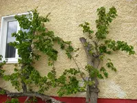 24_05_2019_Blattlasu_Sprüher (7).webp