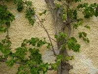 24_05_2019_Blattlasu_Sprüher (8).webp