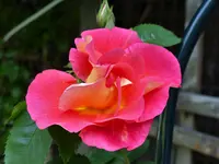 image001.webp
