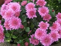 HPIM3146.webp