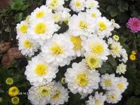 HPIM3147.webp