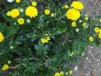 HPIM3148.webp