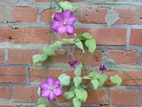 Blumen 001.webp
