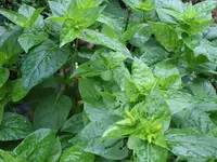 Blumen 002.webp