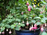Blumen 003.webp