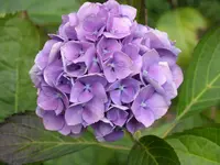 Blumen 010.webp