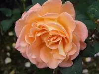 Blumen 006.webp