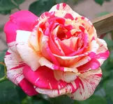 SA500014.webp