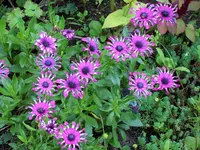 SA500025.webp