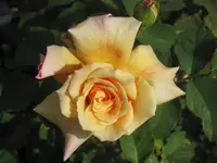 013.webp