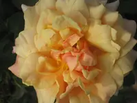 006.webp
