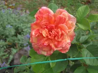 001.webp