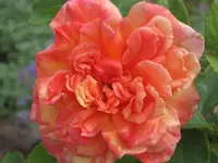002.webp