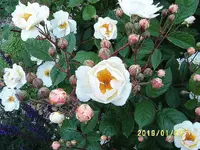 S4300022.webp