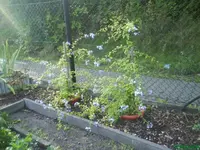 garten 5.9. 002 [640x480].webp