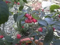 garten 2009 003.webp