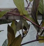 Kletterpflanze2.webp
