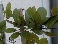 Kleterpflanze3.webp