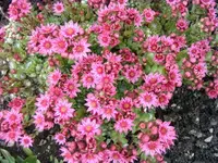 20.06.2009 014.webp