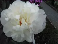 20.06.2009 011.webp