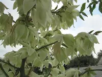 04.08.2009 002.webp