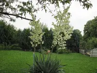 04.08.2009 005.webp