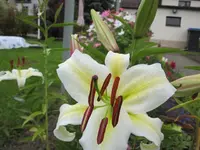 04.08.2009 006.webp