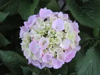 IMG_0415.webp