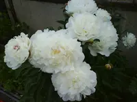DSC00526.webp