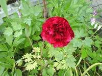 DSC00529.webp