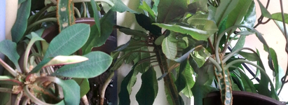 Blume11-Panorama Kopie.webp
