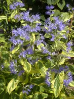Bartblume 005.webp