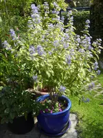 Bartblume 004.webp