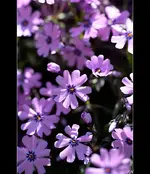 fc_2253.webp