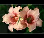 fc_5141.webp