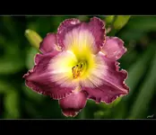 fc_5233.webp