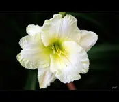 fc_5228.webp