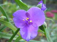 Blumen 008.webp