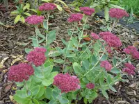 Blumen 009.webp