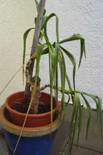 Yucca_neu.webp