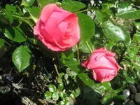IMG_0563.webp