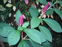 Wie heißt diese Pflanze.webp